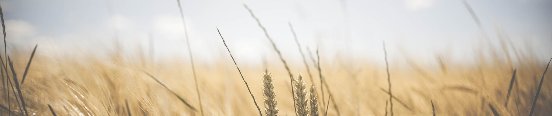 agriculture-1845835_1920 agriculture-1845835_1920